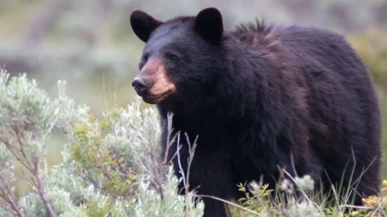 State investigates after hiker walks away from bear attack on Teton Pass