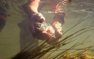 Summer monsoon leads state to lift voluntary fishing closure on Snake River, Flat Creek