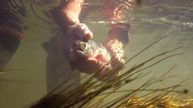 Trout fishing