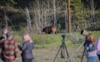 Trump administration seeks to make only intentional killing of endangered animals illegal