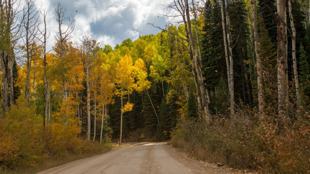 Prolonged drought could change the timing of leaf-peeping season in the Mountain West - KHOL 89.1 FM
