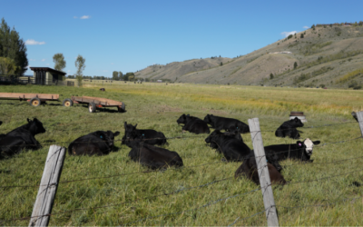 Satellite virtual fencing could save time, money for cattle industry
