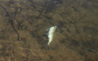 Parasite killing Salt River fish is another first this year