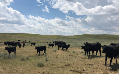 Trump’s tariff-free beef imports spur ‘risk and anxiety’ for Wyoming cattle industry